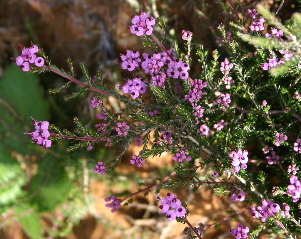 فیلودوک کارولیا